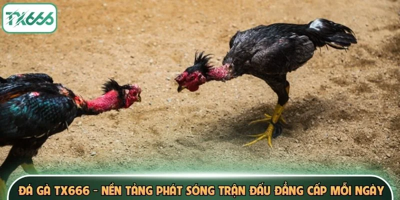 Đá Gà TX666 - Nhà Cái Phát Sóng Trận Đấu Đẳng Cấp Mỗi Ngày 1 đá gà tx666